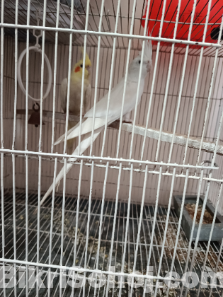 Ek Pair Running Cokatel Bird